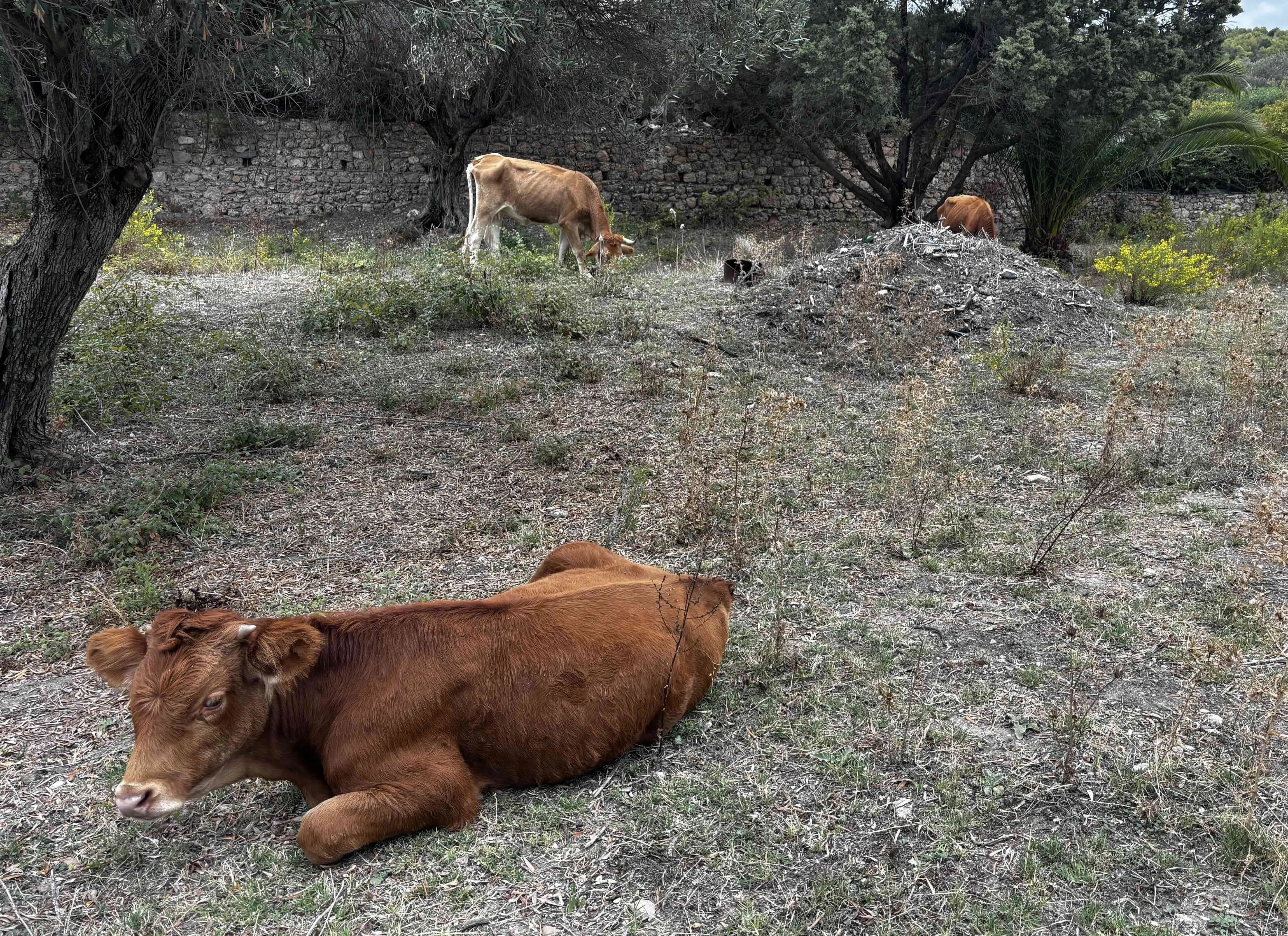 Live Blog Bild 1: Kuhinsel